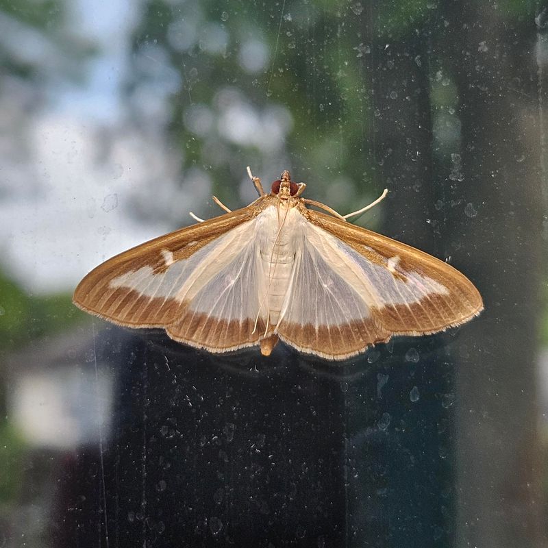 How The Moth Spread Across Massachusetts Towns How The Moth Spread Across Massachusetts Towns