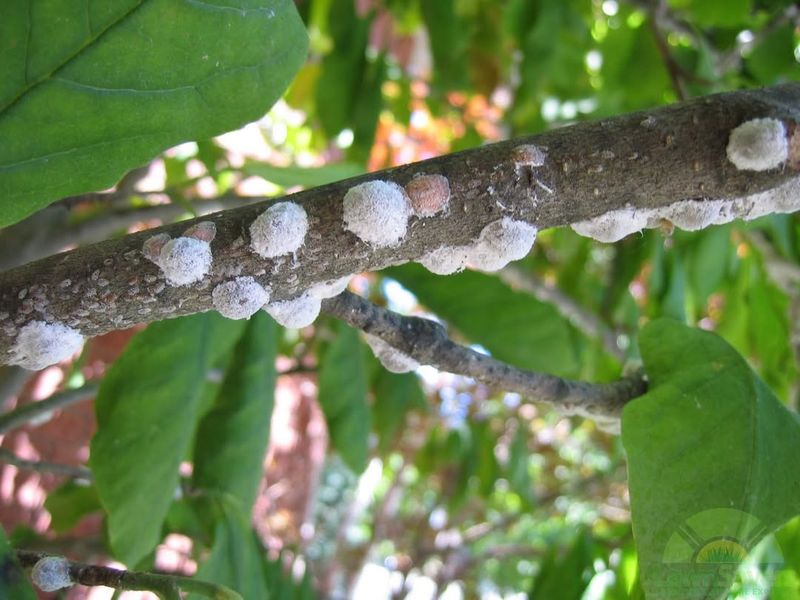 How The Sticky Honeydew Residue Signals Trouble