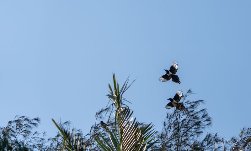 How The Tree Spreads Into Wild Landscapes