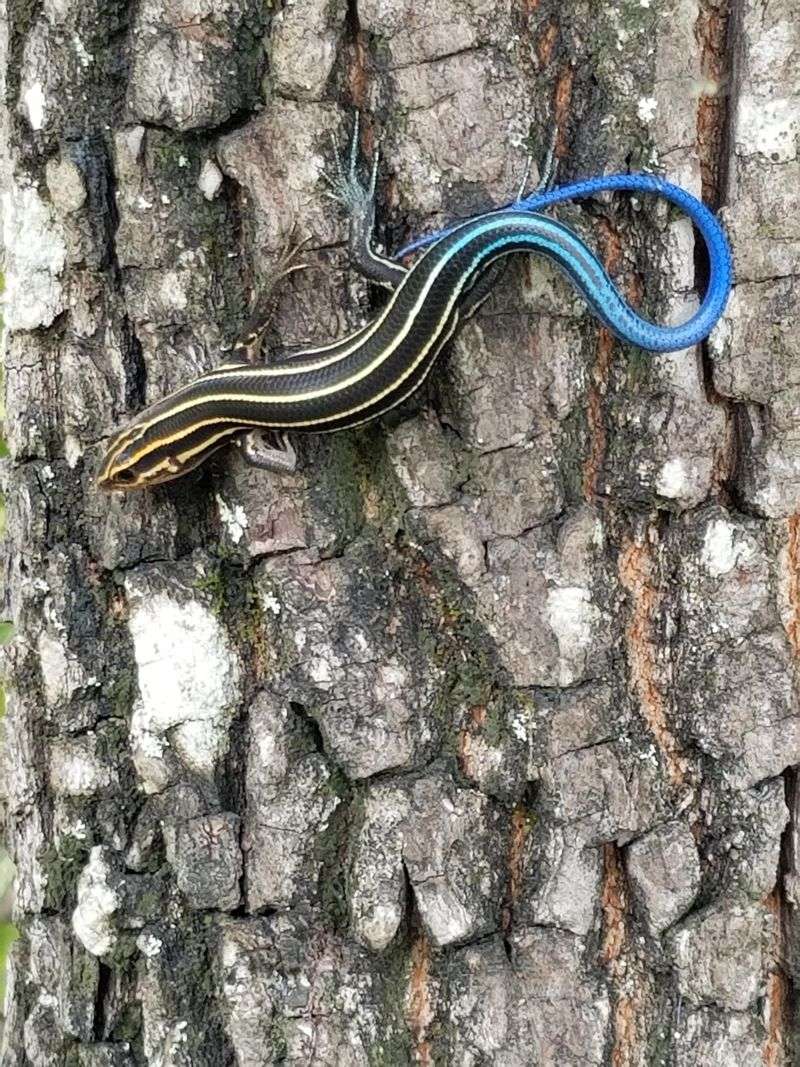 How Their Blue Tail Helps Them Survive