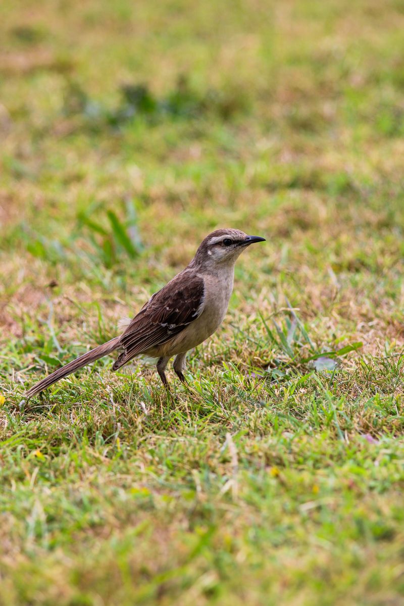 How These Birds Recognize And Remember Faces