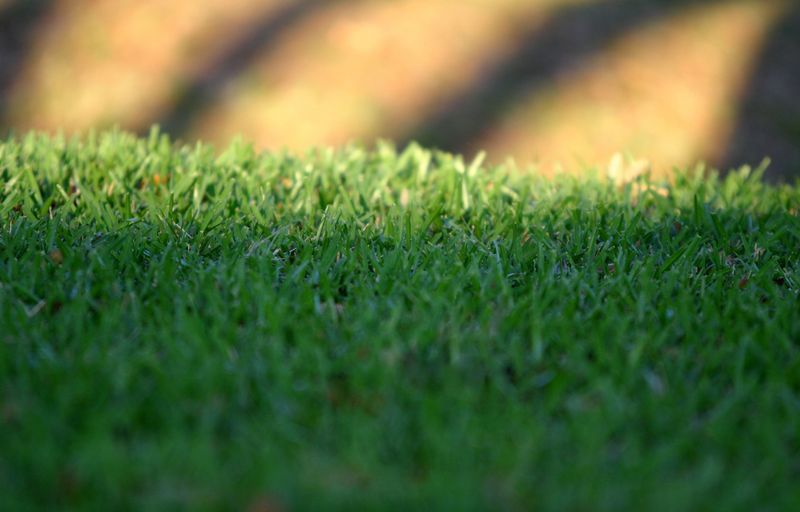 How This Grass Makes Mound-Building Difficult