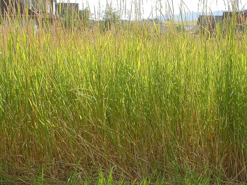How This Grass Spreads