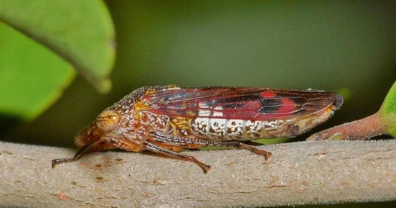 How This Little Bug Hitchhiked Into California Yards How This Little Bug Hitchhiked Into California Yards