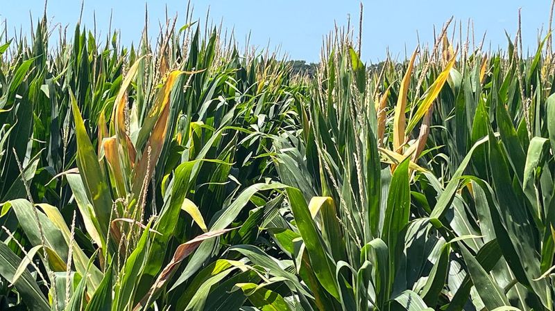 How This Pest Reached Missouri Corn Fields