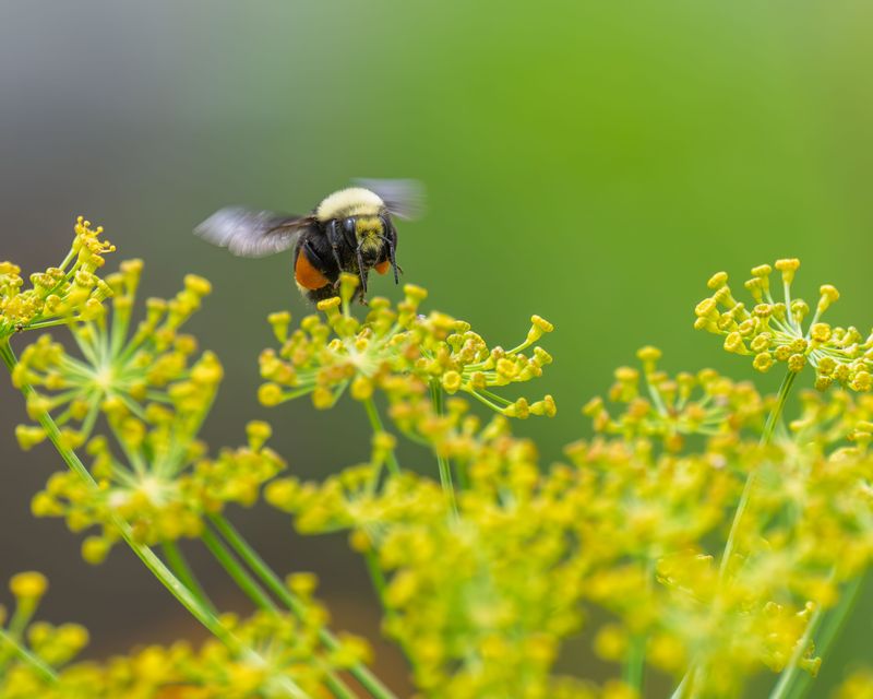 How This Plant Supports Native Pollinators And Insects
