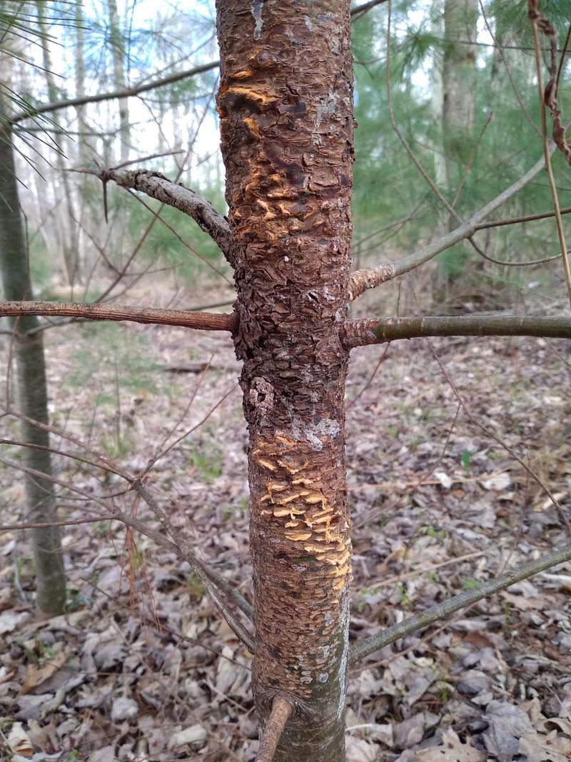 How This Silent Threat Moves Through Idaho's Forests