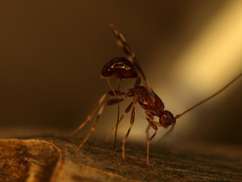 How This Wasp Hunts And Stops Emerald Ash Borer Larvae How This Wasp Hunts And Stops Emerald Ash Borer Larvae
