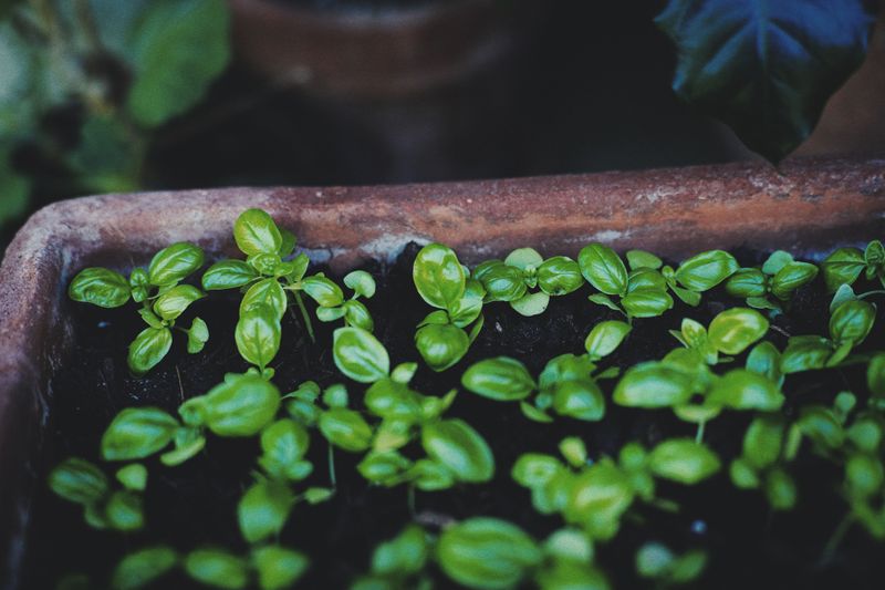 How To Design And Plant Your Own Tea Garden