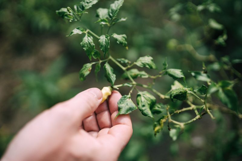 How To Diagnose What's Happening In Your Garden