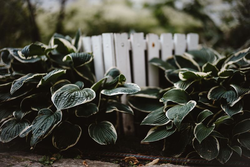 How To Divide Hostas Safely If You Can't Wait How To Divide Hostas Safely If You Can't Wait