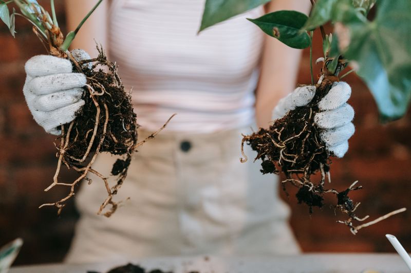 How To Divide Without Shocking Your Plants How To Divide Without Shocking Your Plants