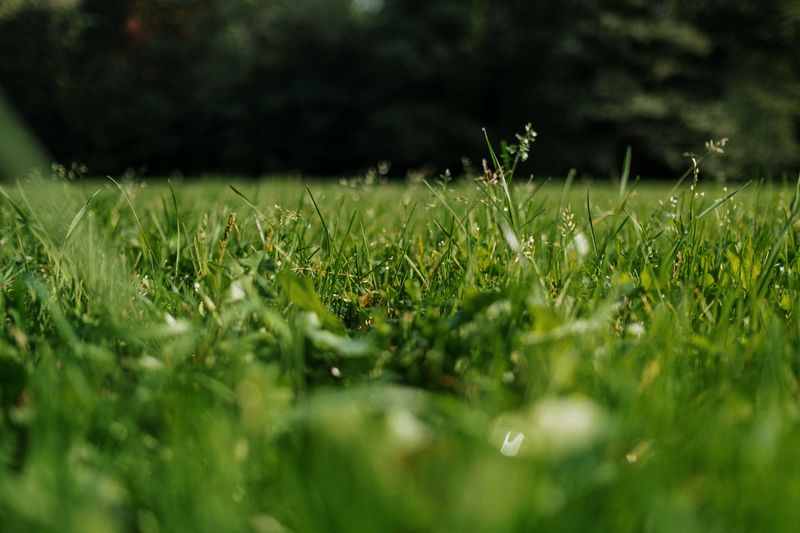 How To Fix An Overgrown Lawn Without Scalping It How To Fix An Overgrown Lawn Without Scalping It