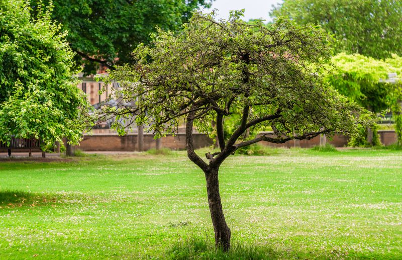 How To Help A Struggling Tree Bounce Back