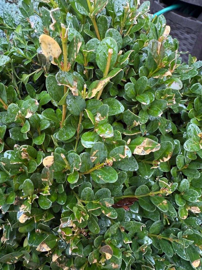 How To Help Your Boxwoods Recover This Season