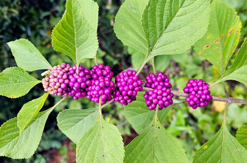 How To Identify American Beautyberry