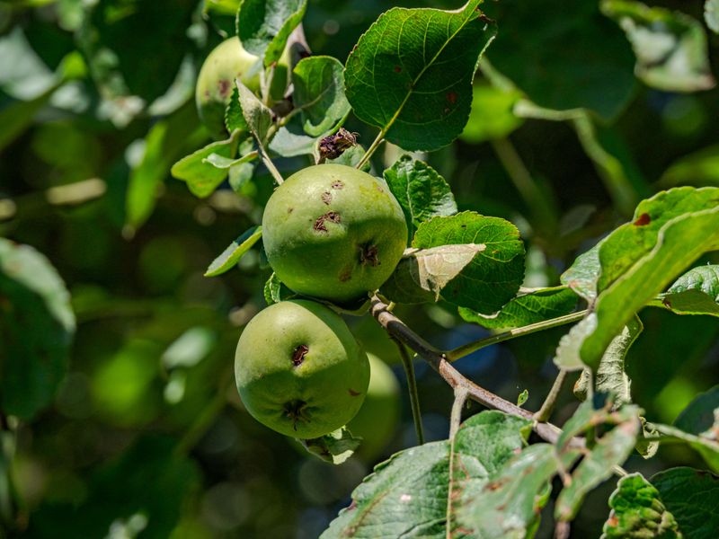 How To Identify Fire Blight Symptoms In Orchard Trees