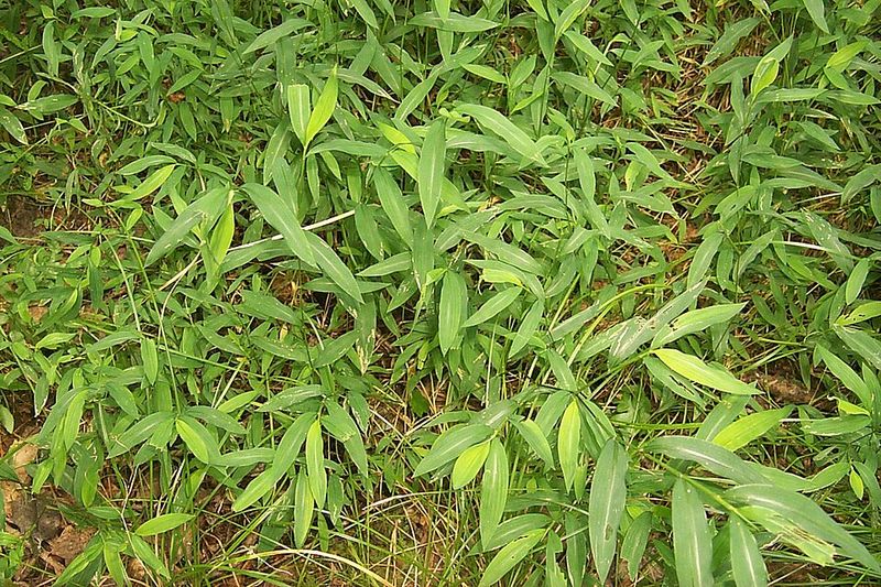 How To Identify It Before It Spreads Further How To Identify It Before It Spreads Further