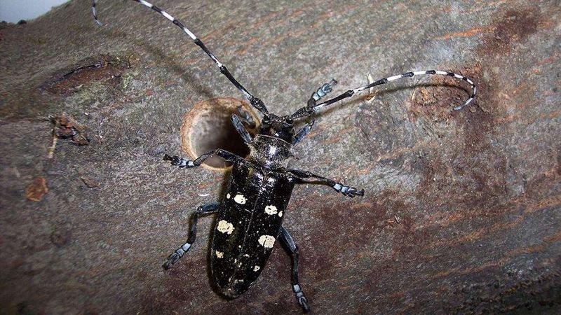 How To Identify This Invasive Beetle And Its Telltale Signs How To Identify This Invasive Beetle And Its Telltale Signs