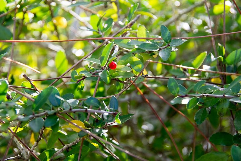 How To Identify Yaupon Holly In The Wild