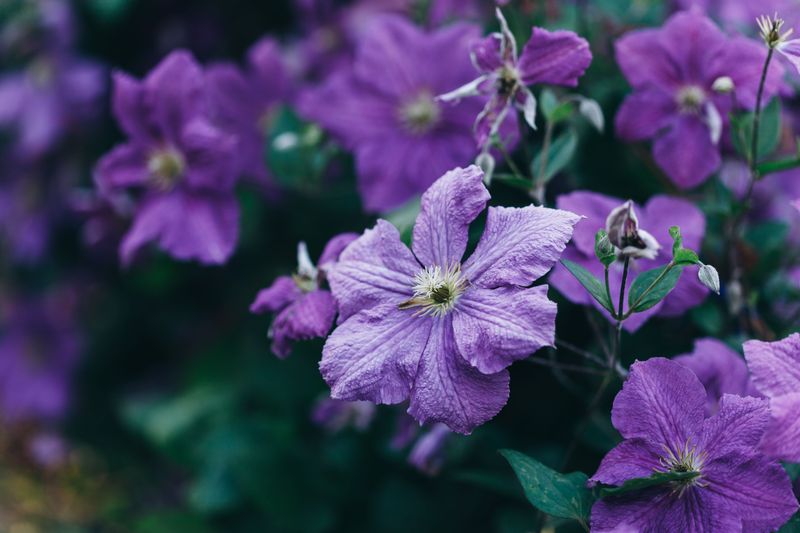 How To Identify Your Clematis's Pruning Group How To Identify Your Clematis's Pruning Group