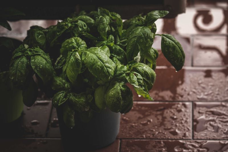 How To Keep The Plant Thriving All Summer How To Keep The Plant Thriving All Summer