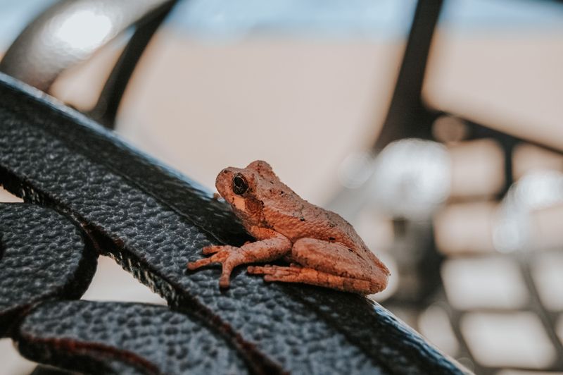 How To Make Your Porch More Frog Friendly How To Make Your Porch More Frog Friendly