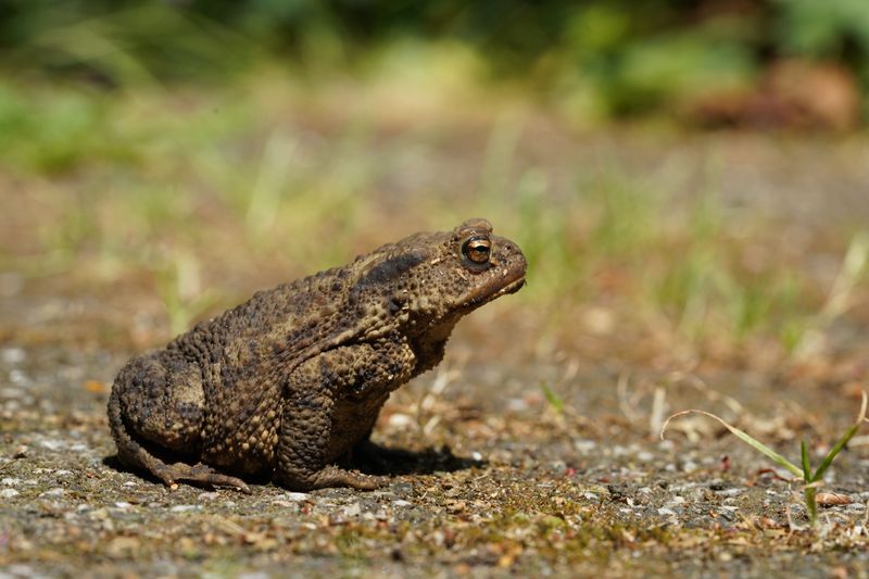 How To Make Your Yard More Toad-Friendly How To Make Your Yard More Toad-Friendly