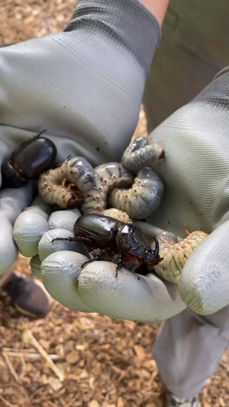 How To Manage Yard Waste So Beetles Cannot Breed In It How To Manage Yard Waste So Beetles Cannot Breed In It
