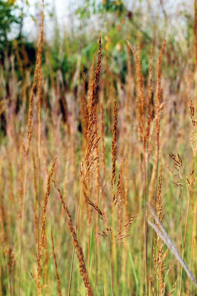 How To Pair It With Other Well-Behaved Natives