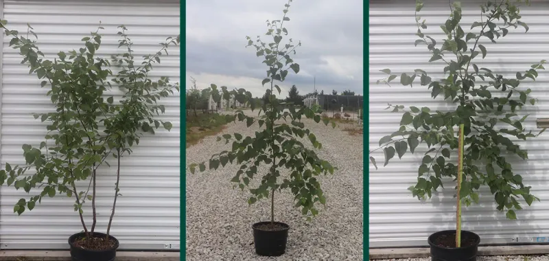 How To Plant And Grow Paper Birch How To Plant And Grow Paper Birch