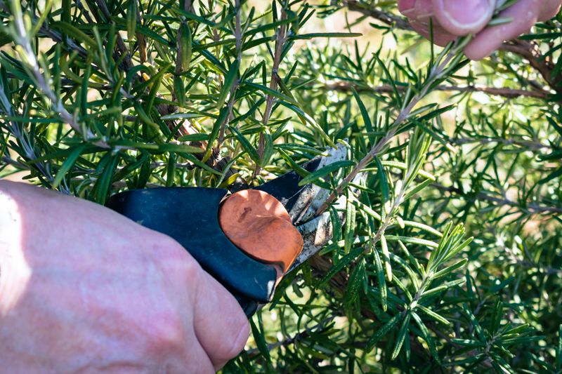 How To Properly Prune Rosemary In August How To Properly Prune Rosemary In August