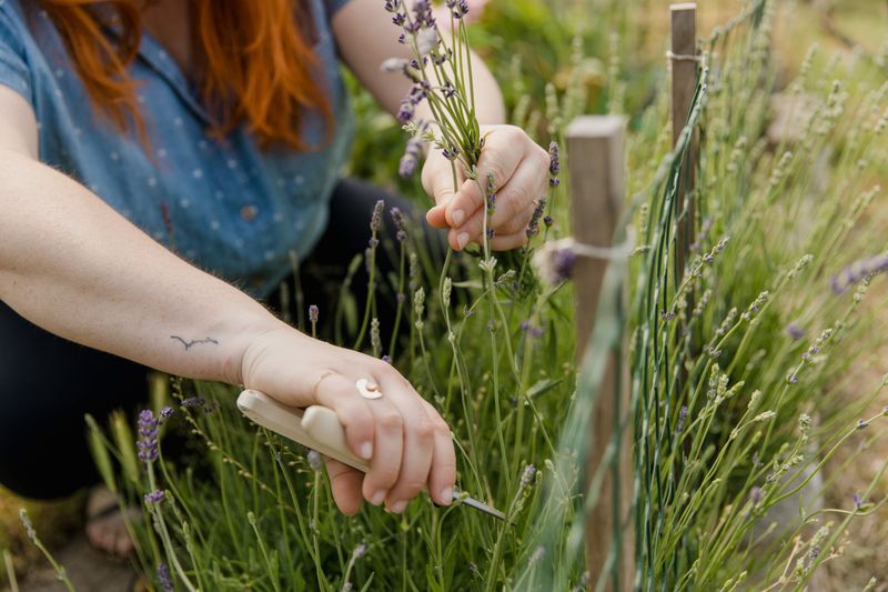 How To Prune Lavender Correctly How To Prune Lavender Correctly