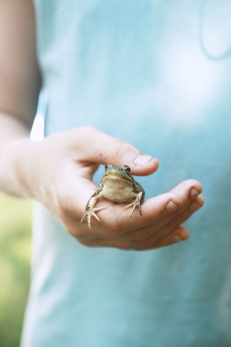 How To Safely Coexist With Visiting Frogs