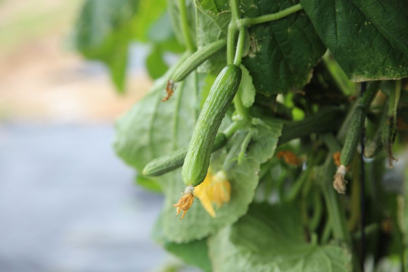 How To Save Your Cucumber Plants How To Save Your Cucumber Plants