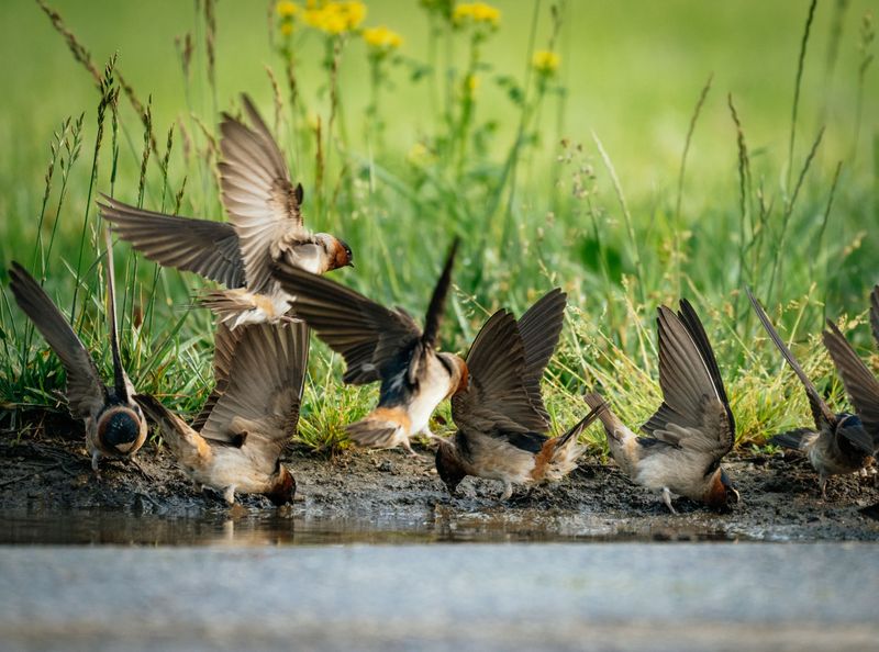 How To Support Birds During Migration Season