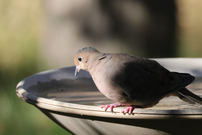 How To Support The Nest Without Disturbing The Birds