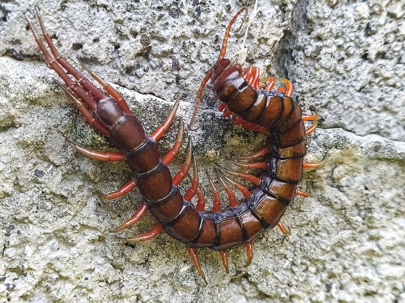 How To Tell Centipedes From Look-Alike Pests