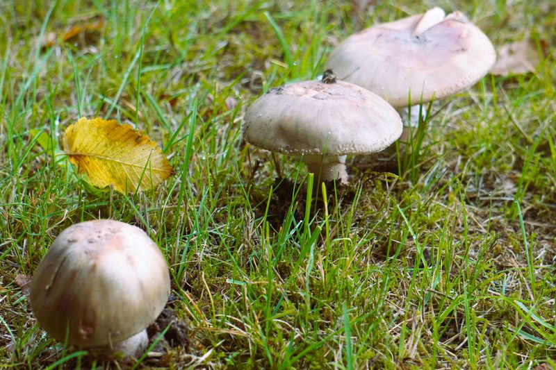 How To Tell Fungus From Drought Stress How To Tell Fungus From Drought Stress