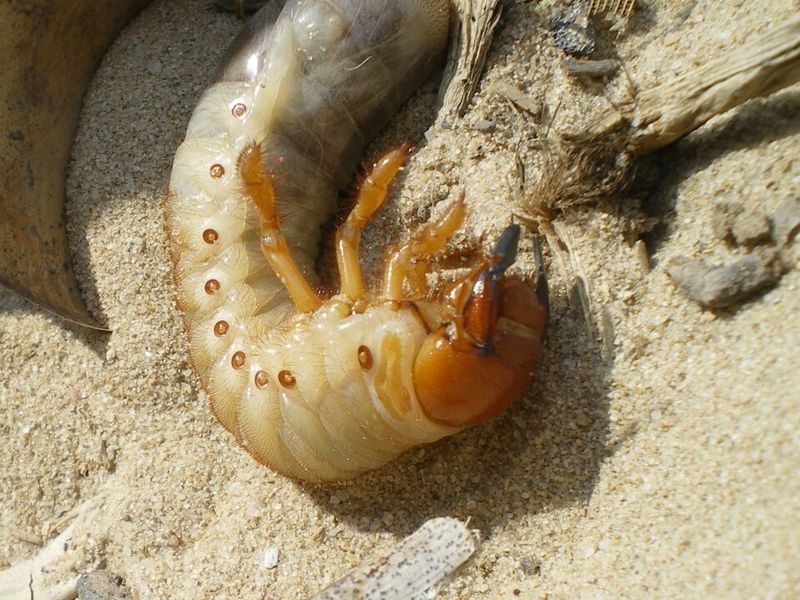 How To Tell Grubs From Other Lawn Issues