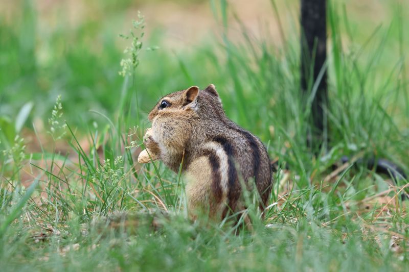 How To Tell If Chipmunks Have Already Moved In How To Tell If Chipmunks Have Already Moved In