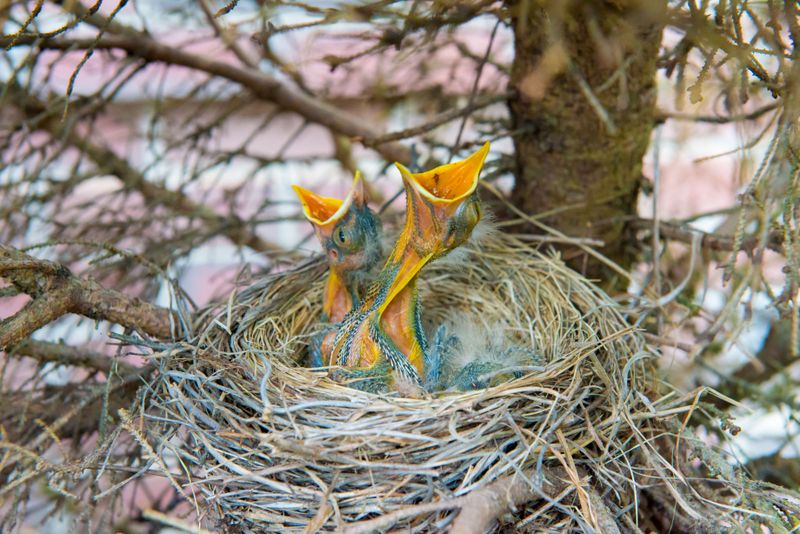 How To Tell If Mockingbirds Are Nesting Nearby
