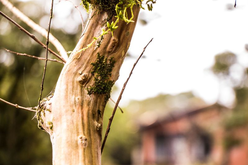 How To Tell If Your Tree Is Actually In Danger