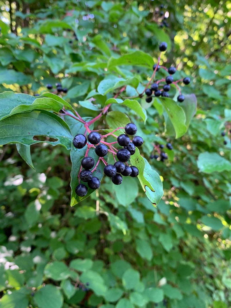 How To Tell When The Berries Are Ready To Pick How To Tell When The Berries Are Ready To Pick