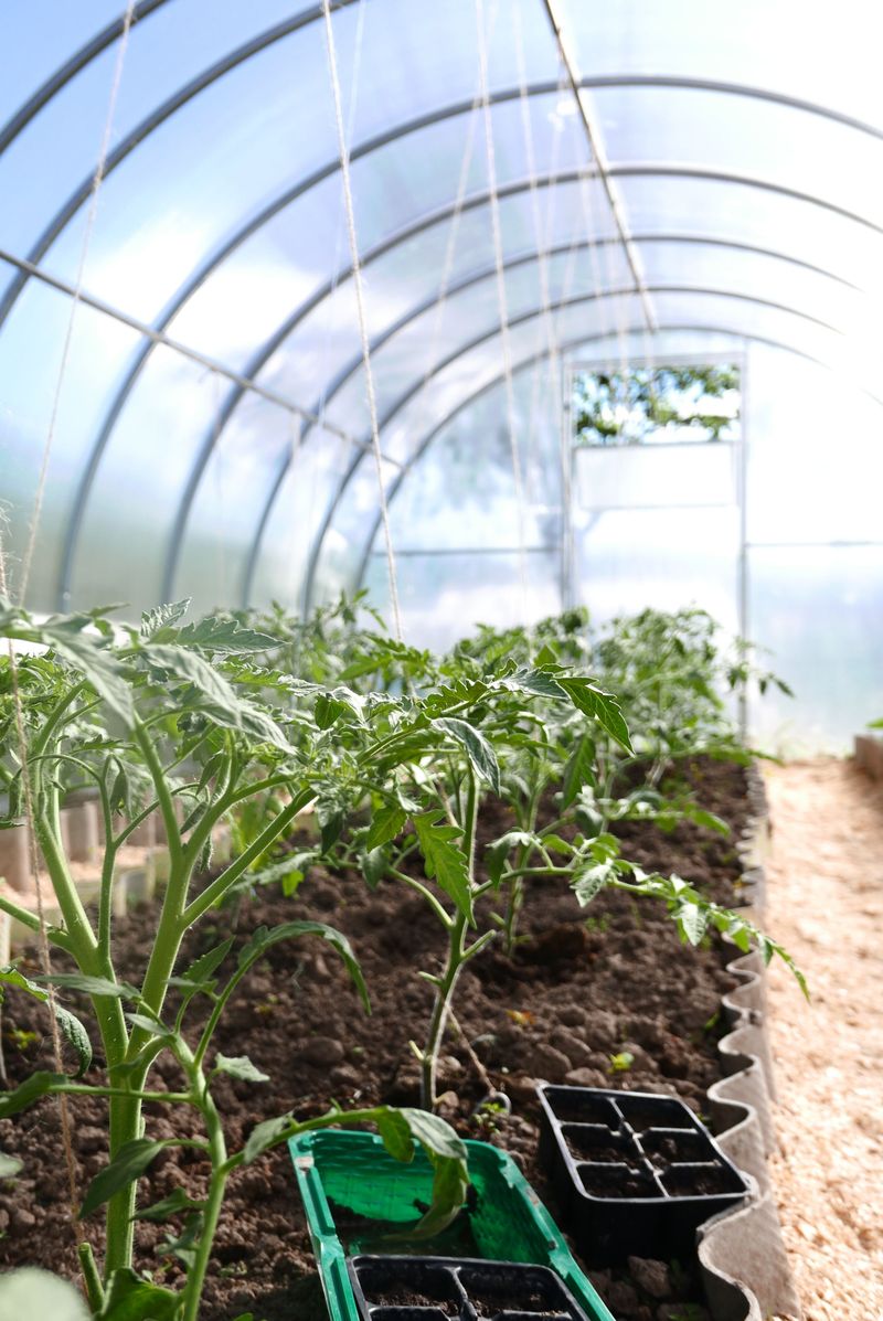 How To Transition Your Feeding Schedule Safely