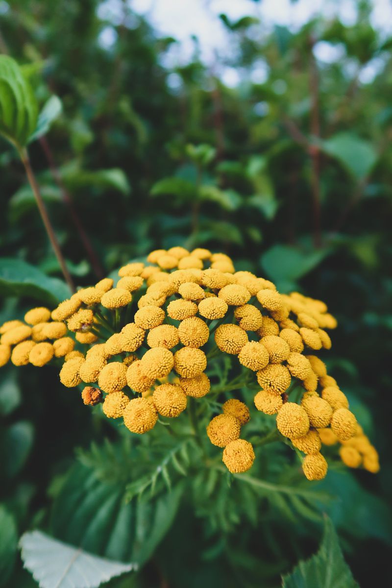 How To Use It Around Your Home And Garden