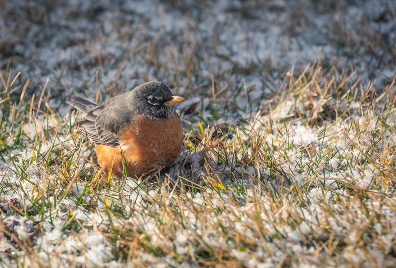 How Weather Patterns Push Birds Into Yards How Weather Patterns Push Birds Into Yards