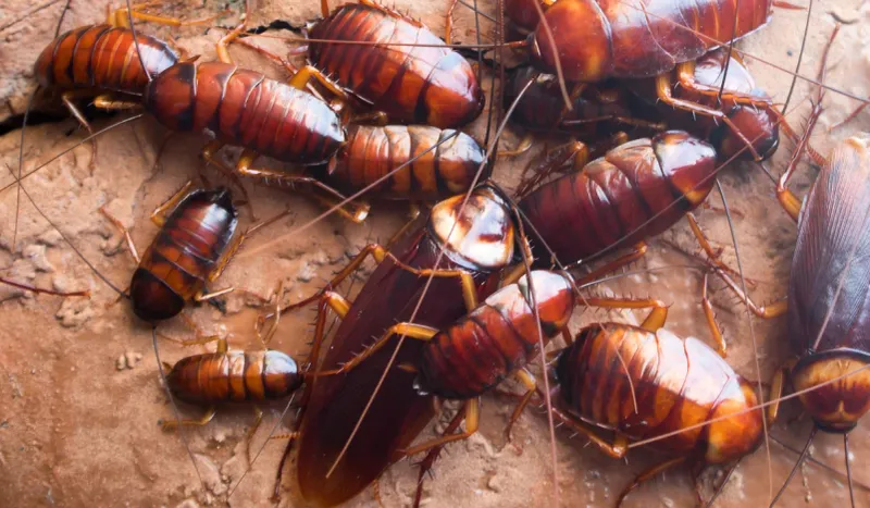 How Wet Mulch And Soil Give Roaches More Cover How Wet Mulch And Soil Give Roaches More Cover