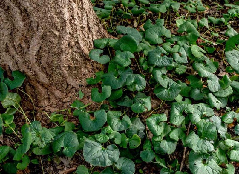 How Wild Ginger Spreads Without Becoming Invasive