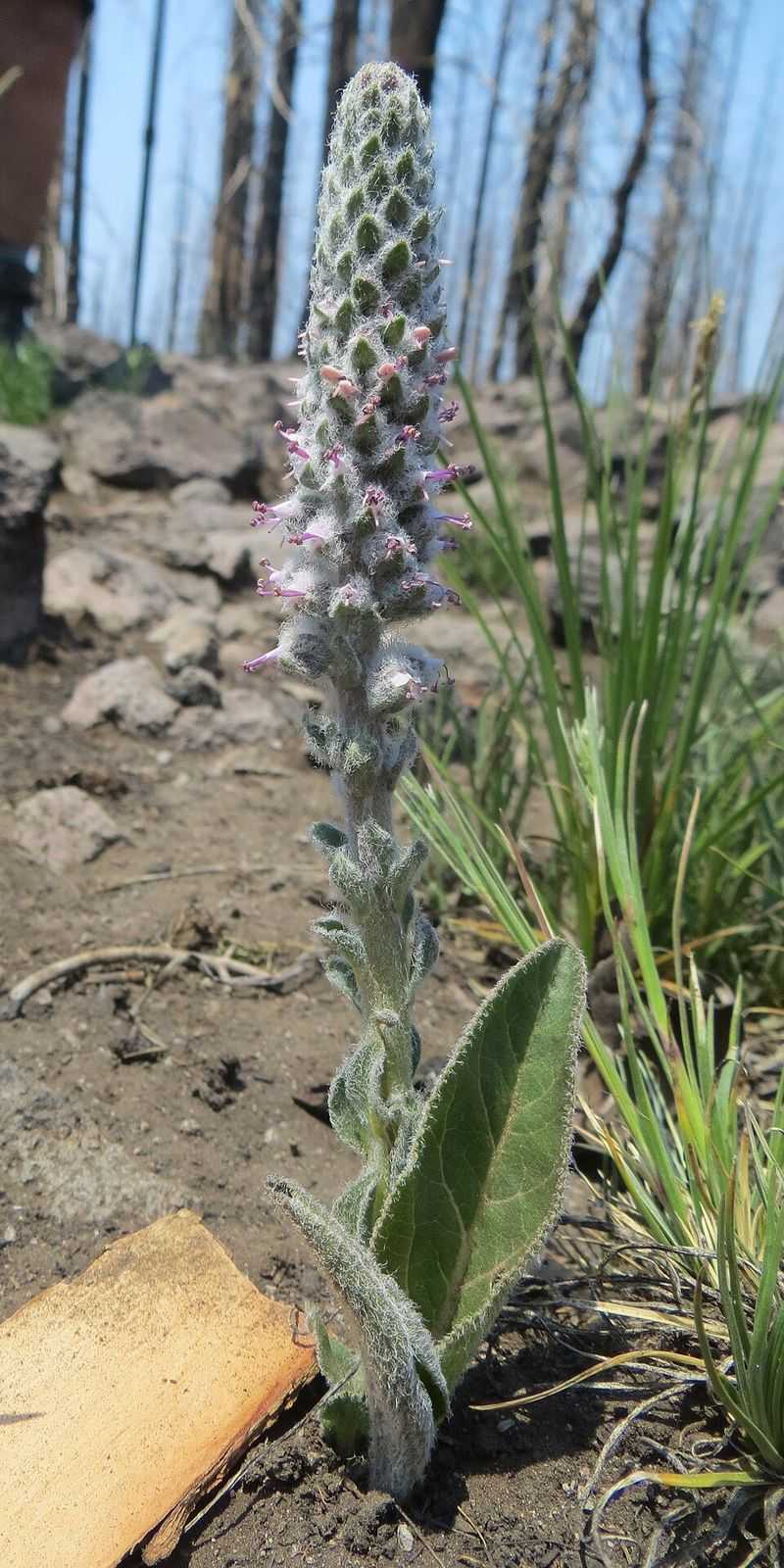 How You Can Help Protect It How You Can Help Protect It